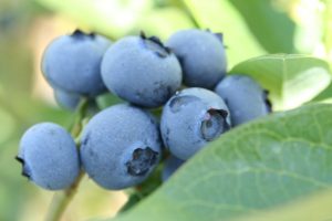 Blueberries