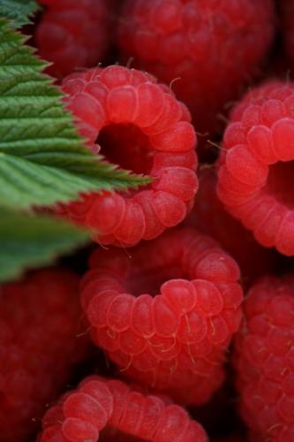 Raspberries