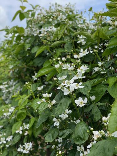 Raspberry flowers