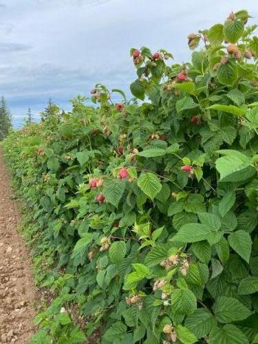 Raspberry row