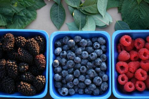 Mixed Berries