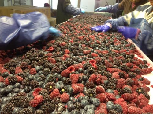 Making frozen mixed berries